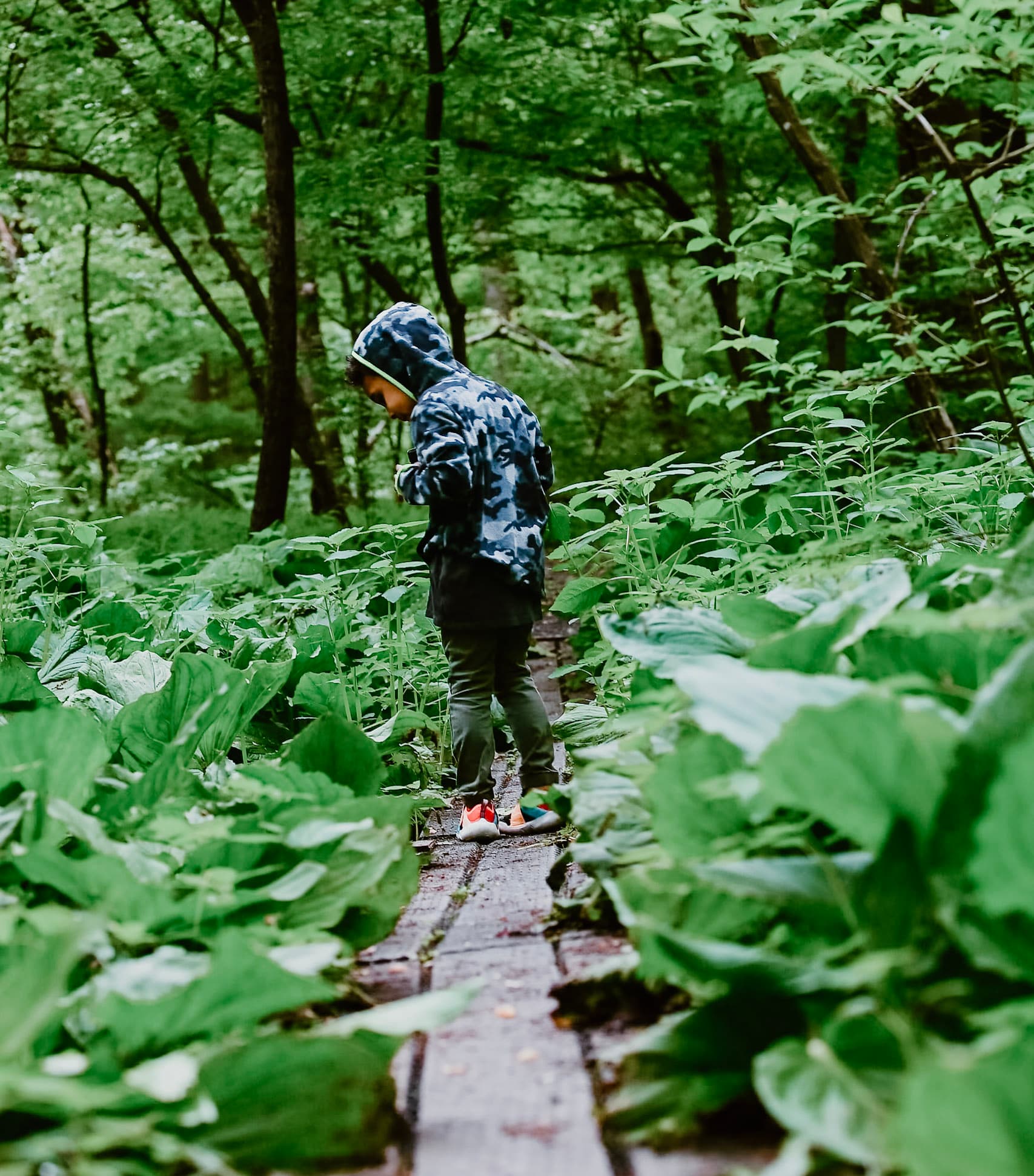 A child exploring a wooden boardwalk trail through a lush green forest